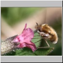 Bombylius major - Wollschweber w08.jpg